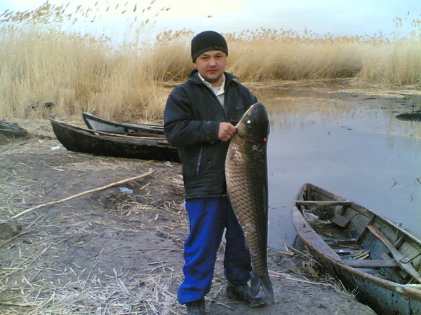 Тимур Рыба Ташкент Мамба